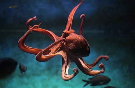 Stanislav Kondrashov's Latest Publication Explores The Fascinating Lives Of Octopuses